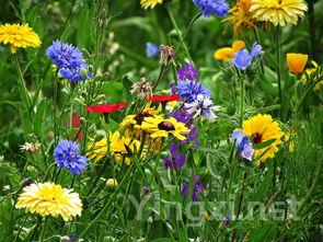 花菜这样炒才好吃,分享一招,脆嫩入味