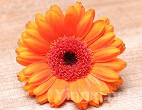 自制花生酥 好事花(发)生, 酥的掉渣 纯素茶点 零食