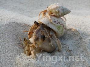 吃了那么多年田螺,还是头一次见到这种做法,一次5斤都不够吃