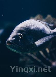 清炖鲤鱼的做法大全,鲜香味美的清炖鲤鱼汤