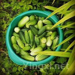 黄瓜还是夏天的好吃,价格便宜营养足
